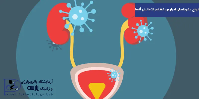 انواع-عفونتهای-ادراری-و-تظاهرات-بالینی-آنها