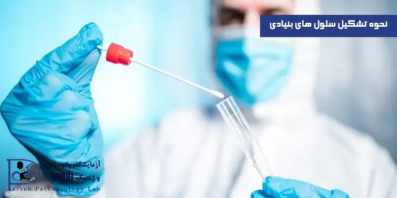 نحوه-تشکیل-سلول-های-بنیادی
