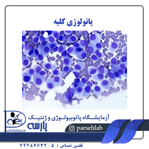 پاتولوژی کلیه