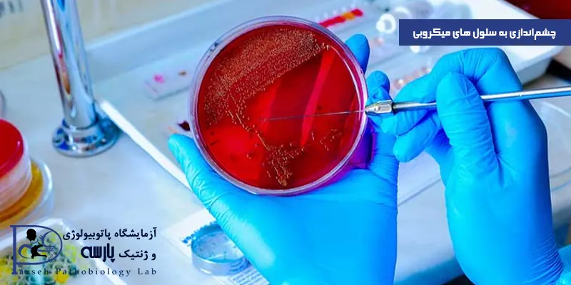 چشماندازی-به-سلول-های-میکروبی