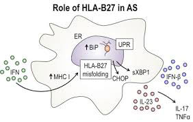 HLA B27 2