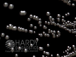 a65 reganloweagar bpertussis 8467 hugo1