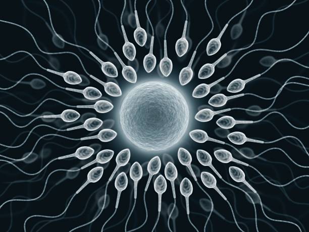 human sperm and egg artwork 