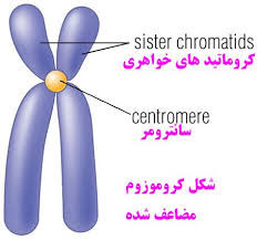 کروموزوم انسانی 2