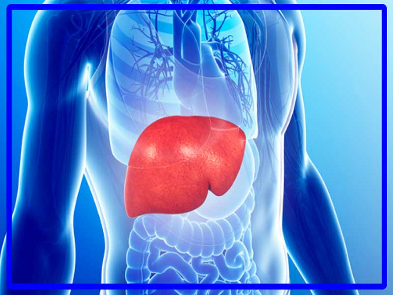 کبد چرب