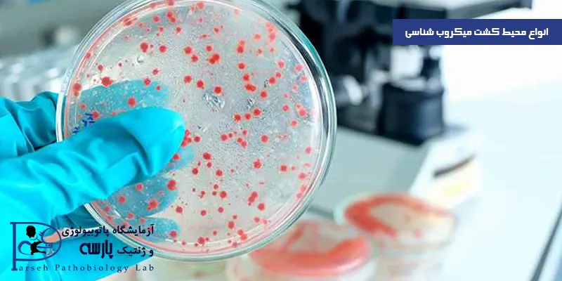 انواع-محیط-کشت-میکروب-شناسی