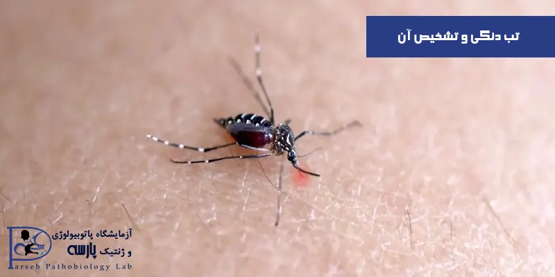 تب-دنگی-و-تشخیص-آن