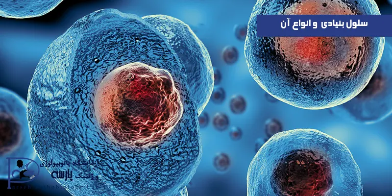 سلول-بنیادی-و-انواع-آن