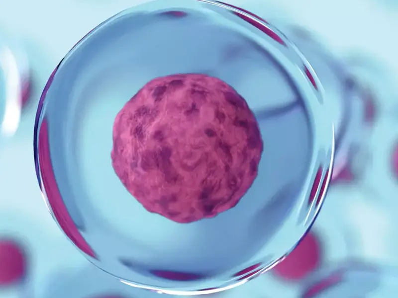 سلول های بنیادی